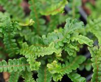 Rich green fronds with crested tips